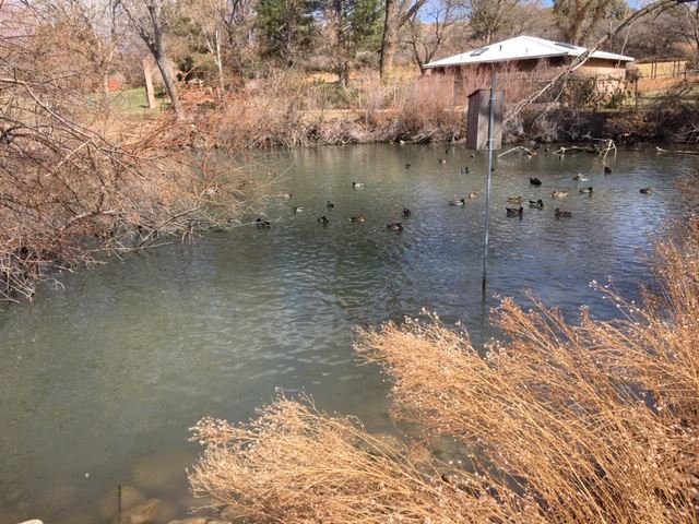 Old City Park Pond with Ducks