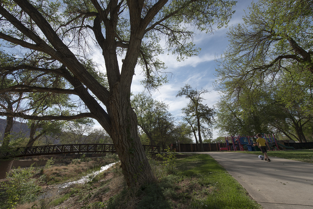 Rotary Park Bridge and tree